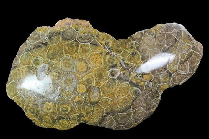 Polished Fossil Coral (Actinocyathus) - Morocco #100724